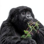 Rwanda Uganda Travel Guide Kindle Amazon-0